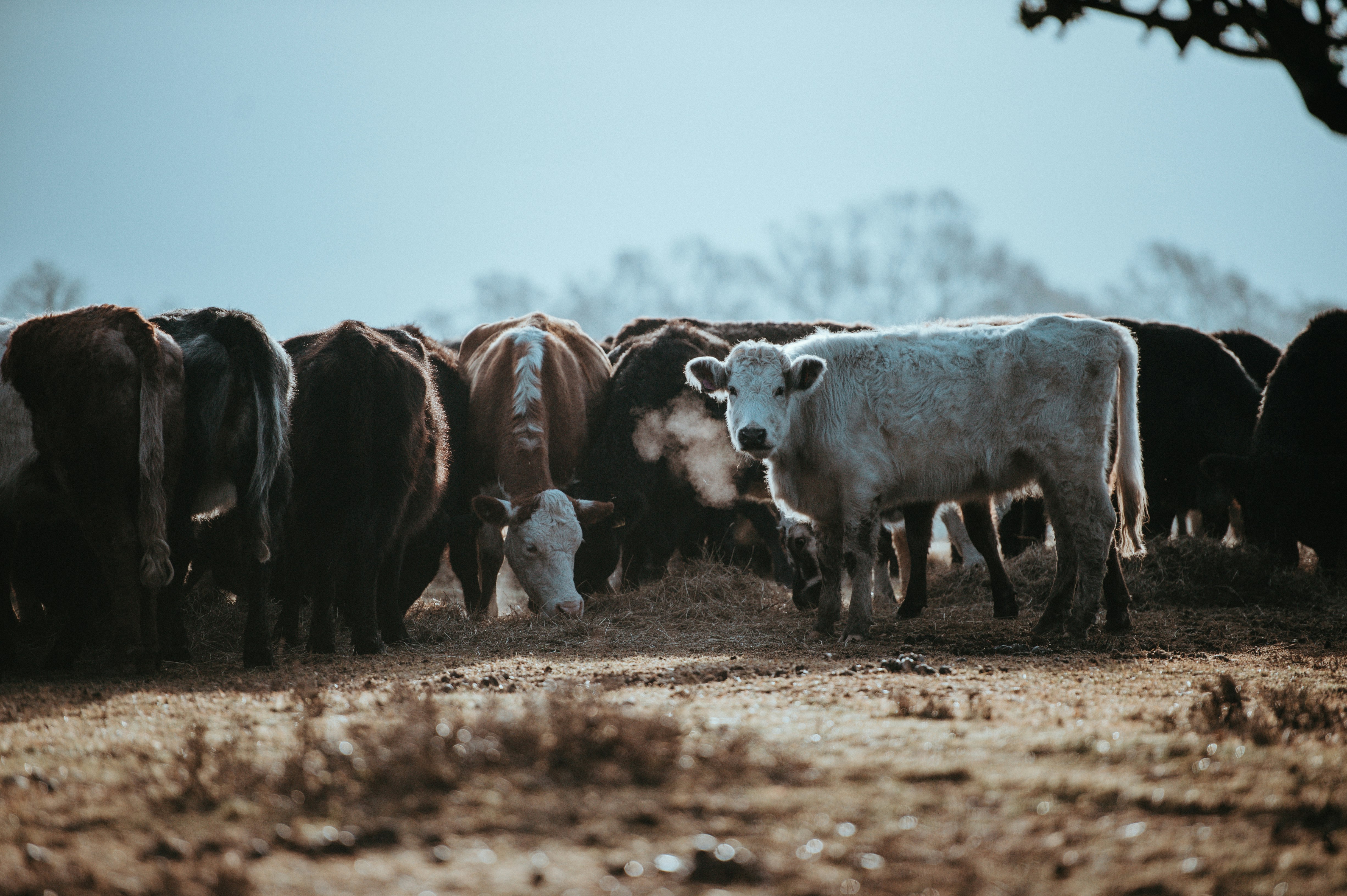 herd of brown and white cattles at daytime
